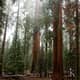 Saving Sequoias | With Ben Blom and Save The Redwoods League Saving Sequoias | With Ben Blom and Save The Redwoods League