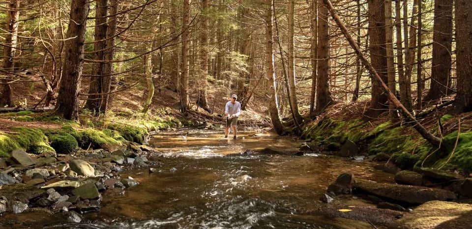 Trout Stream in Virginia's Blue Ridge