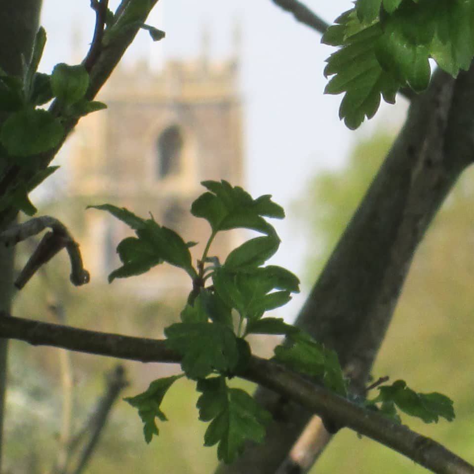 Church (thumbnail).jpg Church and Hawthorn