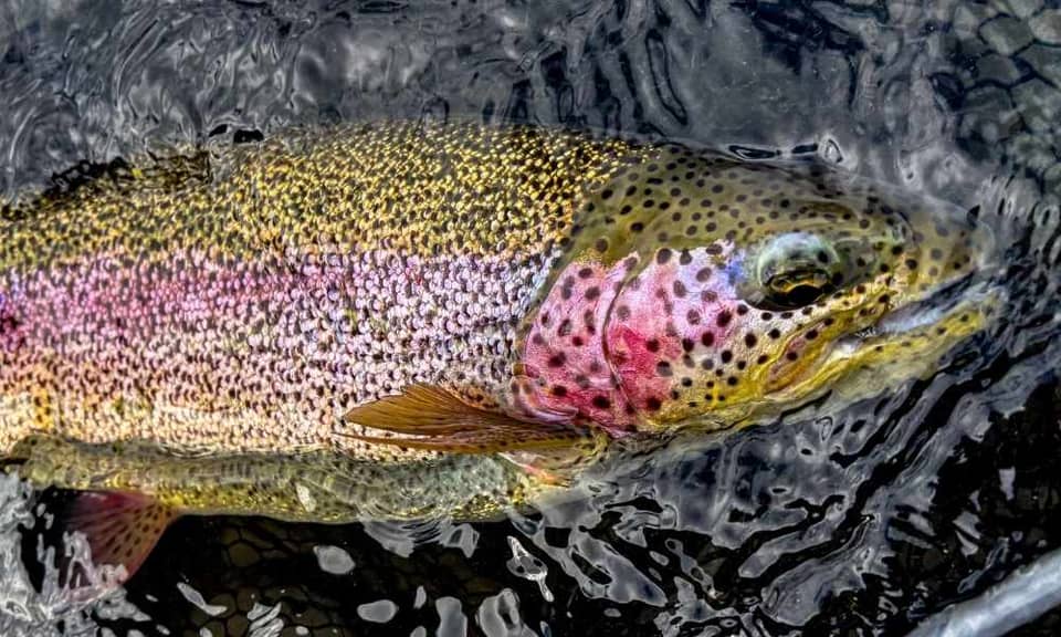 Alaskan Rainbow Trout