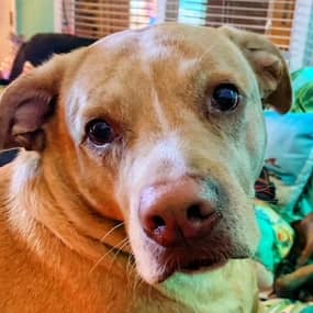 Layla Profile Photo Layla Profile Photo