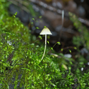 Lily Sage Profile Photo