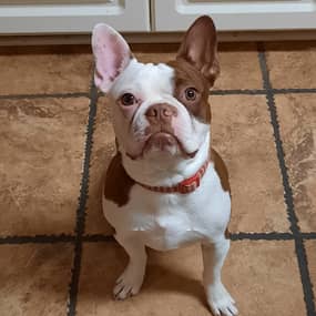 Huck the Pup Profile Photo